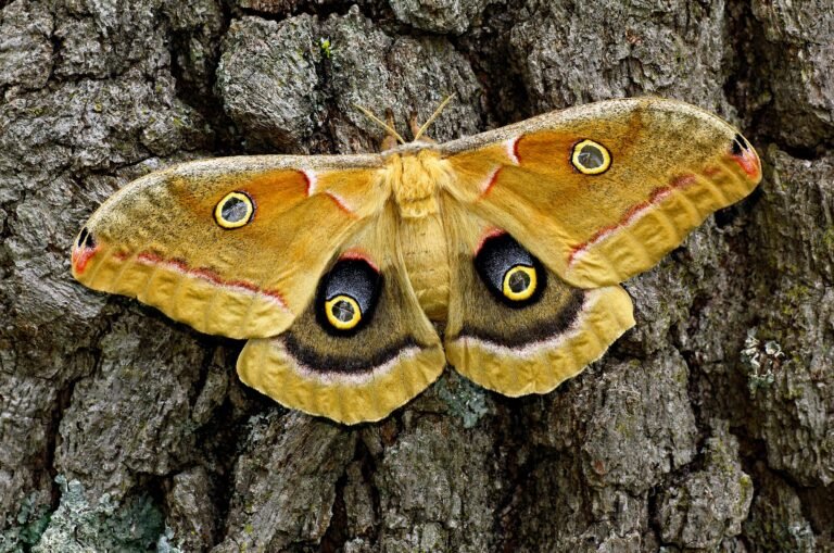 Silk moth